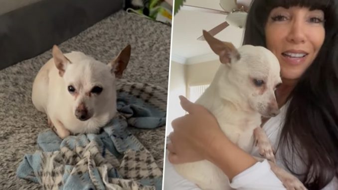 Un Chihuahua de 21 de ani este cel mai batran caine in viata din lume Un Chihuahua de 21 de ani este cel mai batran caine in viata din lume